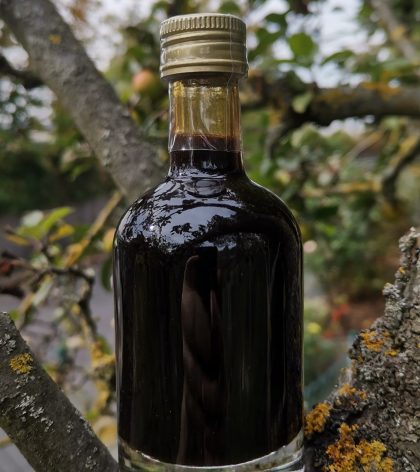 Eine kleine Flasche gefüllt mit dunkelbraunem Apfelbalsam steht in der Astgabel eines Apfelbaumes.